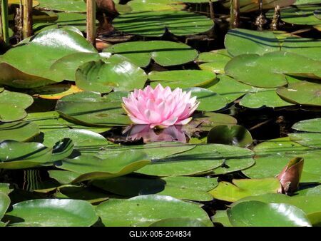 Water lily in the Margaret Island Japanese Garden - Budapest - Nature-stock-foto
