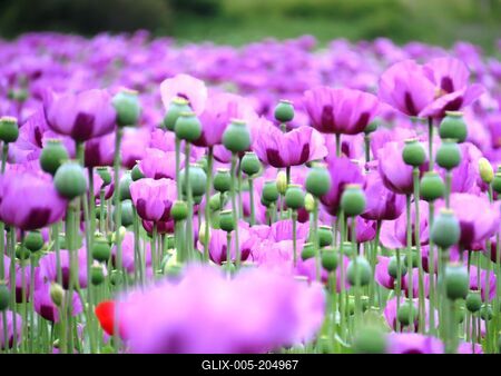 Purple poppy flower and green poppy tuber - Gönc - Hungary - Nature - Agriculture-stock-foto