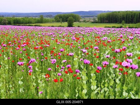 Poppy field with wild poppies on the border of Gönc - Hungary - Agriculture - Nature-stock-foto