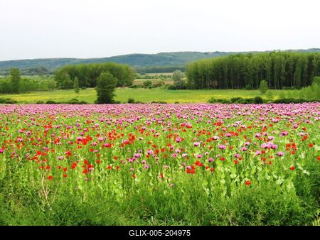 Poppy field with wild poppies on the border of Gön - Hungary - Nature - Agriculture.-stock-foto