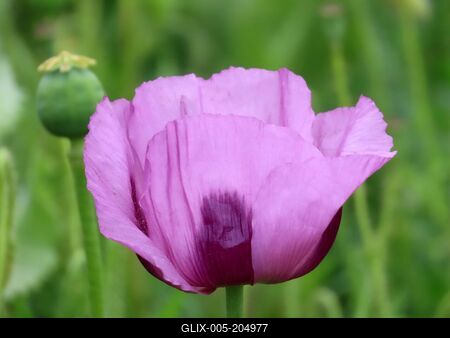 Poppy flower and poppy tuber in a poppy field - Gönc - Hungary - Nature - Agriculture-stock-foto
