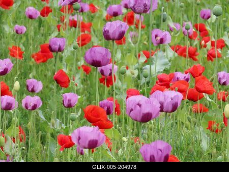 Purple poppies and red wild poppies - Gönc - Hungary - Agriculture - Nature-stock-foto