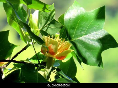 The flower of an American tulip tree - Füzérradvány - Nature - Hungary-stock-foto