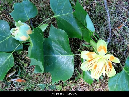 The flower of an American tulip tree - Füzérradvány - Hungary - Nature-stock-foto