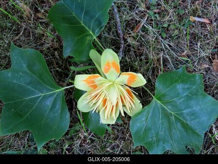 The flower of an American tulip tree - Füzérradvány - Hungary - Nature-stock-foto