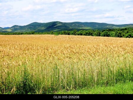 Wheat field at the foot of the Zemplén Mountains - Hungary-stock-foto