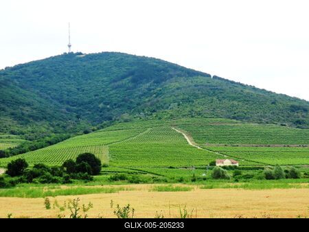 Tokaj - vineyards - Hungary - Tokaj wine-stock-foto
