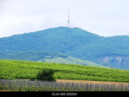 Tokaj - Historic wine region - Vineyaed -Aszu - Hungary-stock-foto