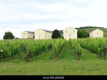 Mád - Vineyard - Tokaj wine region - Hungary-stock-foto