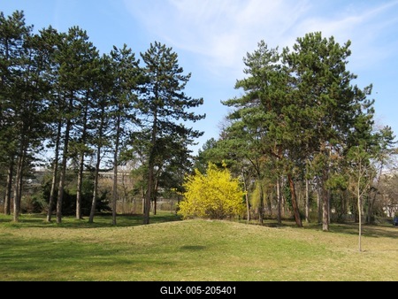 Blooming golden rain among the pines in the Népliget - Budapest - Nature-stock-foto