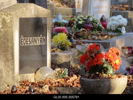 Flower in front of a mother's grave in the Farkasrét cemetery on Day of the Dead - Budapest-stock-foto