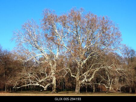 Nature - Sycamore trees in winter - Budapest - Margaret Island-stock-foto