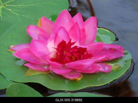Water lily - Japanese garden - Budapest - Margaret Island-stock-foto