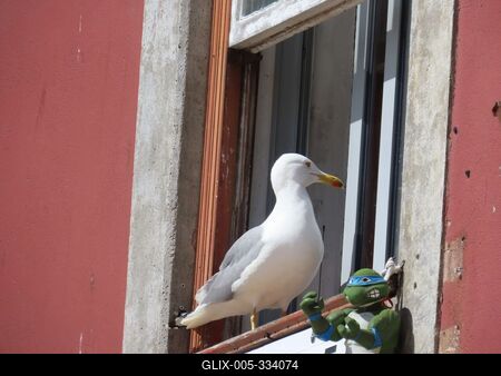A seagull waiting for a meal in the window of a house in Porto - Portugal-stock-foto