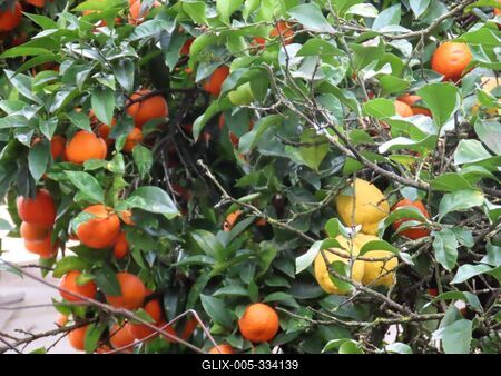 Orange and lemon trees in the garden of a house in Guimarães - Portugal-stock-foto