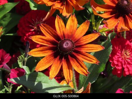 Summer - Flowers in Margaret Island - Budapest-stock-foto