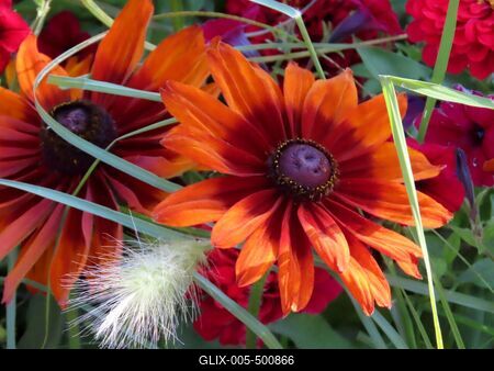 Summer - Budapest - Flowers on Margaret Island-stock-foto