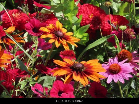 Nature - A flood of summer flowers on Margaret Island - Budapest-stock-foto