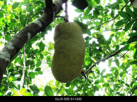 Rio de Janeiro, 25 January 2018Tropical fruit called Jaca with a red-black bird. Picture taken made on Urca Mountain.A zsaka (Jaca) nev? tr?pusi gy?m?lcs v?r?s-fekete mad?r t?rsas?g?ban. A felv?tel az Urca hegyen k?sz?lt.-stock-foto