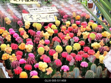 Cactus flowers - Amsterdam-stock-foto