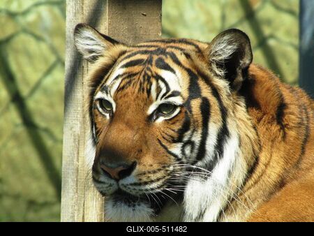 Tiger - Animal - Hungary-stock-foto