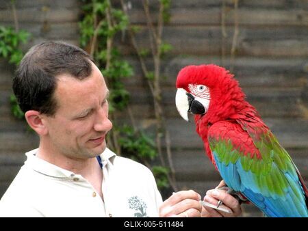 Ara parrot - Animal - Hungary-stock-foto