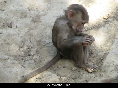 Monkey puppy - Animal - Hungary-stock-foto