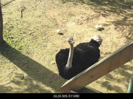 Ostrich and ostrich eggs - Zoo - Hungary-stock-foto