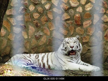 White tiger - Animal - Hungary-stock-foto