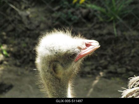 Ostrich - Animal - Hungary-stock-foto