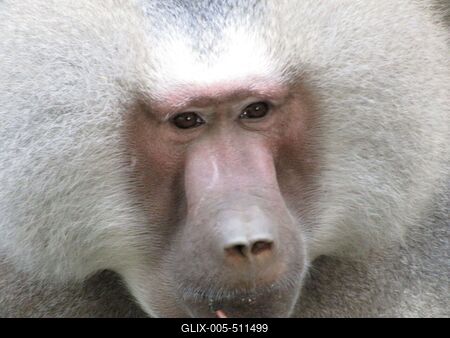 Collared babbon - Animal - Hungary-stock-foto