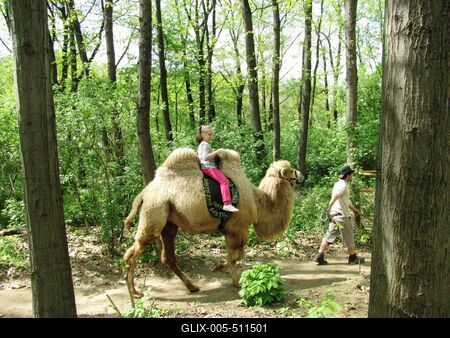 Camel ztravel - Zoo - Hungary-stock-foto