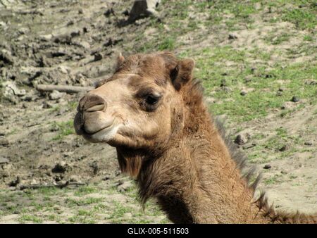 Camel - Animal - Hungary-stock-foto