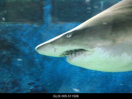 Shark - Animal - Hungary-stock-foto