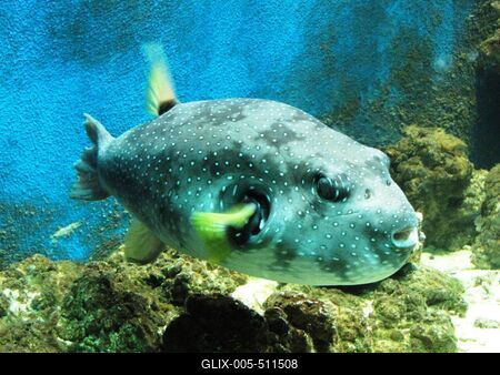 Giant perch - Animal - Hungary-stock-foto