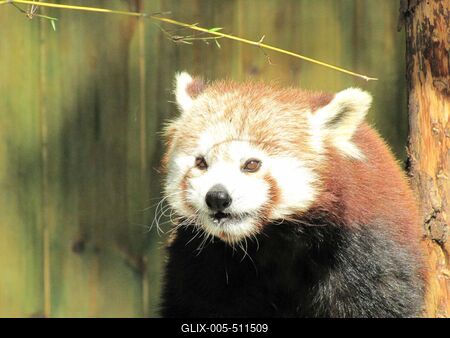 Little panda - Animal - Hungary-stock-foto