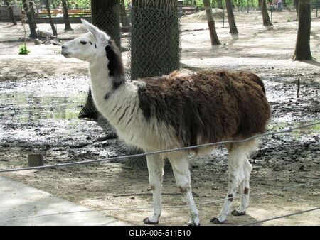 Alpacca - Llama - Animal - Hungary-stock-foto