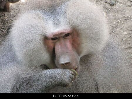 Collared babbon - Animal - Hungary-stock-foto