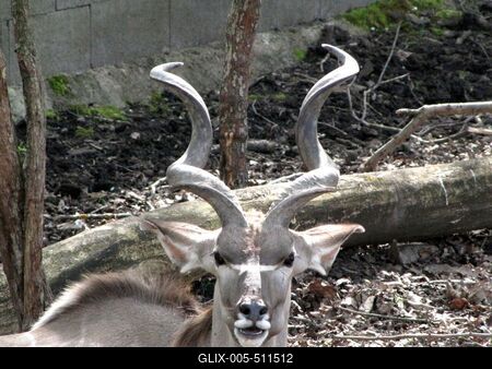 Antelop - Animal - Hungary-stock-foto