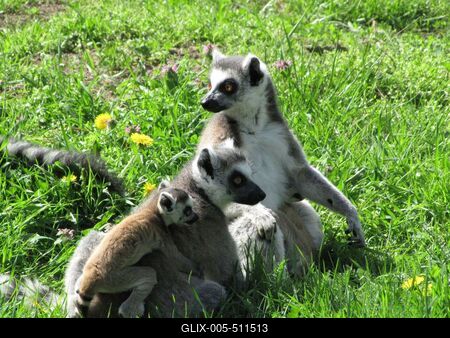 Ring-tailed lemur family - Animals - Hungary-stock-foto