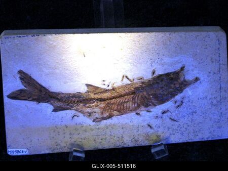 Rio de Janeiro, 25 January 2012. Section of a fossilized prehistoric fish in the national museum of Brasil?skori hal megk?vesedett metszete a nemzeti m?zeumban.-stock-foto