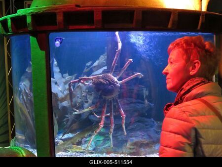 Berlin, 24 March 2018Giant sea spider in Aquadom aquarium.?ri?s tengeri p?k az Aqua Dom akv?riumban.-stock-foto