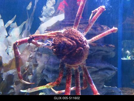Berlin, 24 March 2018Giant sea spider in Aquadom aquarium.?ri?s tengeri p?k az Aqua Dom akv?riumban.-stock-foto