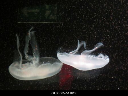 Berlin, 24 March 2018Jellyfish in Aqua Dom aquarium.Meduz?k az Aqua Dom akv?riumban.-stock-foto