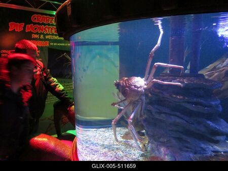 Berlin, 24 March 2018Giant sea spider in Aquadom aquarium.?ri?s tengeri p?k az Aqua Dom akv?riumban.-stock-foto