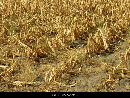 Drought - Maize burned out - Agriculture - Nature - Hungary-stock-foto