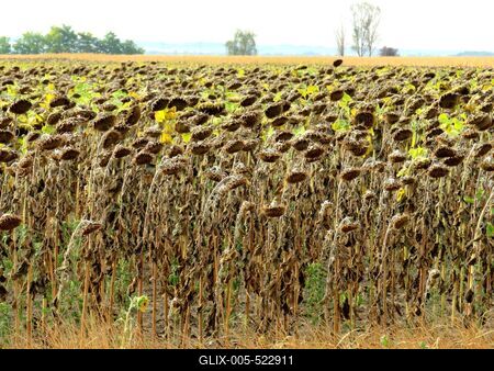 Drought - Sunflowers - Agriculture . Burned out - Nature-stock-foto