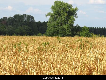 Drought - Maize burned out - Agriculture- Nature-stock-foto