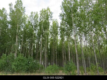 Birch grove - Tápiószele - Hungary - Nature-stock-foto