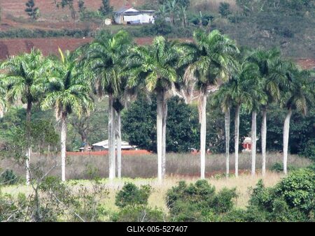 Vinales (Cuba), 27 January 2015Cuban farms in tropical environment in the Vinales Valley of Mogotes.Vinales-v?lgyi tr?pusi t?j a Mogotes-ek, cukors?vegszer? karsztk?p alak? mag?nyos hegyek t?v?ben, a Havann?t?l 200 kilom?ternyire nyugatra fekv? Pinar del Rio tartom?nyban.-stock-foto